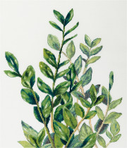 Набор для вышивания " PANNA" C- 7454 " Замиокулькас" 35 х 43. 5 см